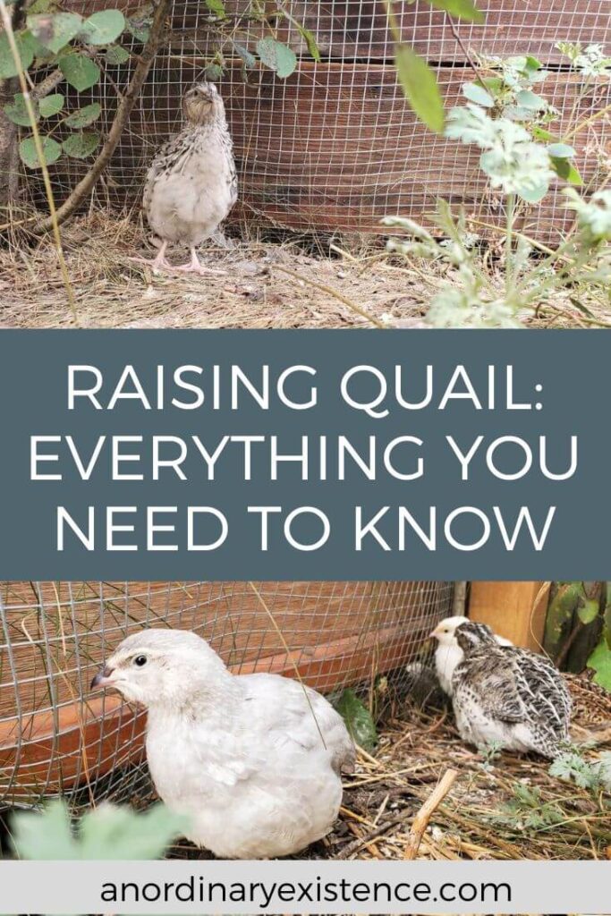 Everything you need to know about raising quail.