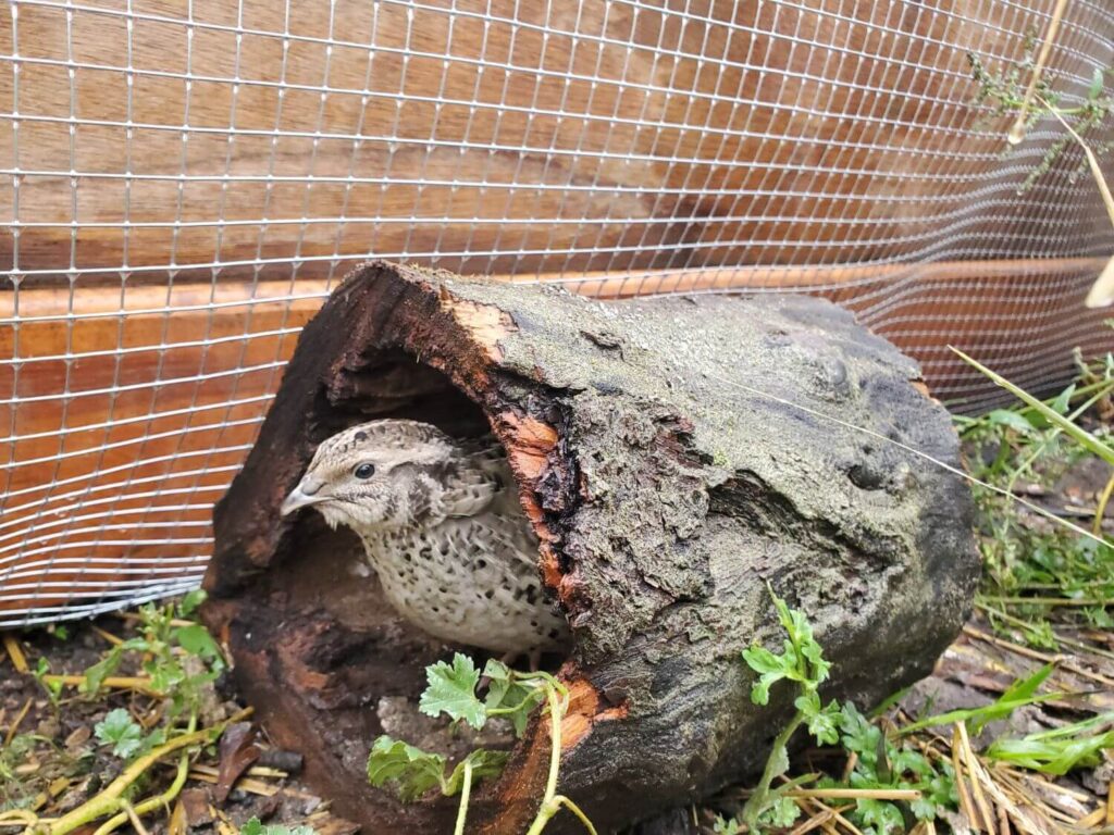 A black and white quail hides inside of a hollowed out log 