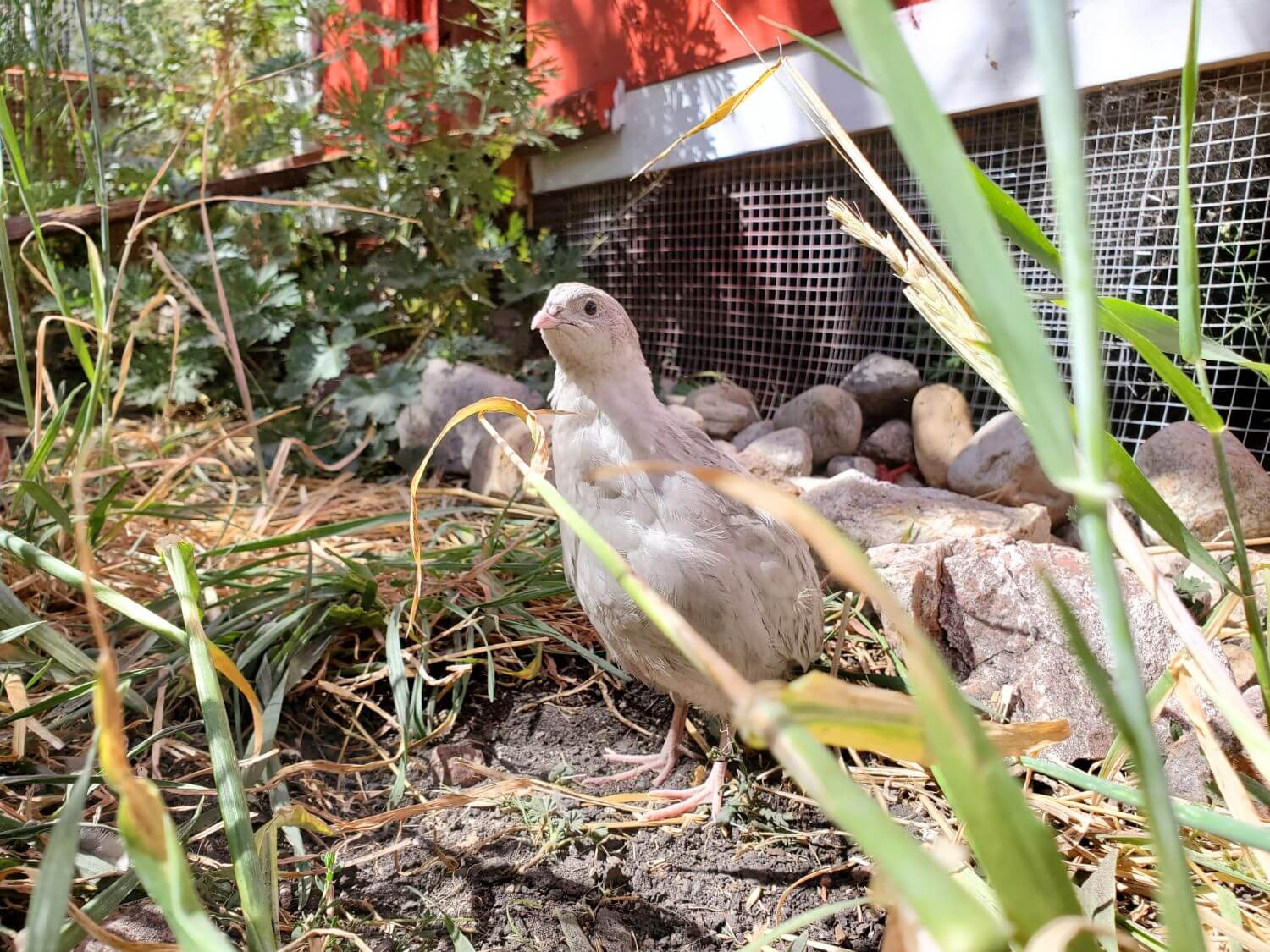 Everything You Need to Know About Raising Quail