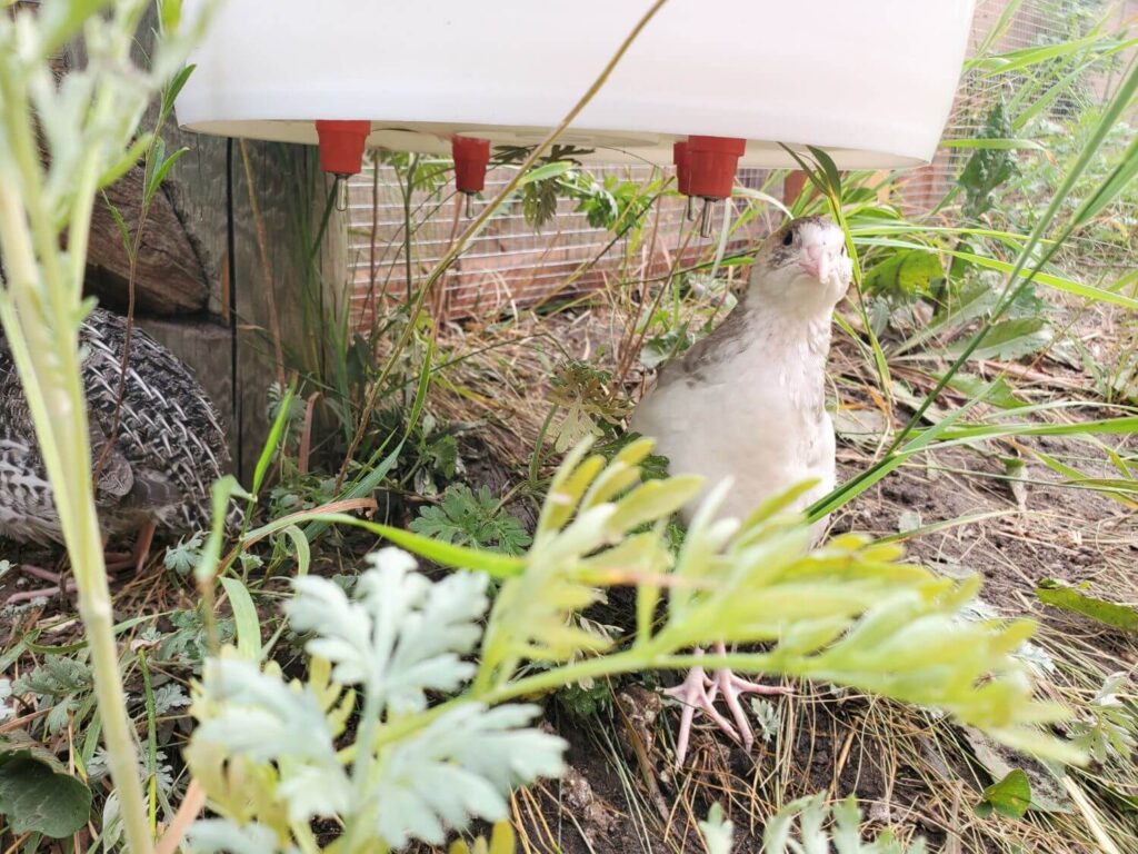 A quail sits under a five gallon bucket with poultry nipple waterers