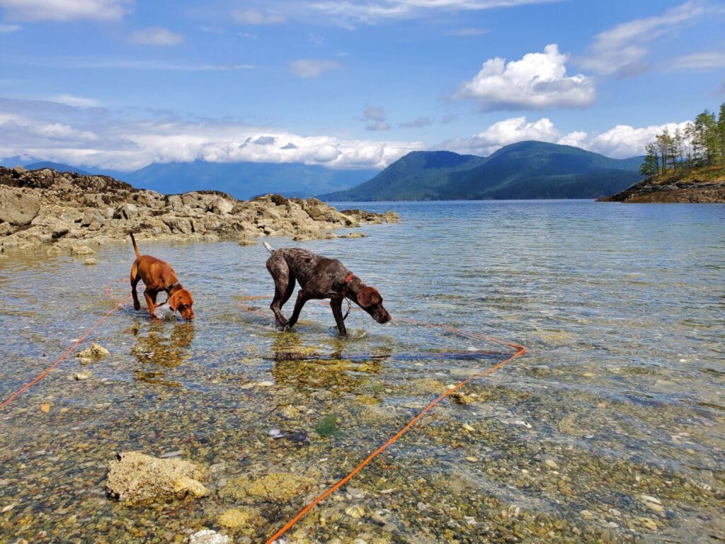 A Vizsla and a German Shorthair Pointer sniff and walk through water with mountains and rocks in the background