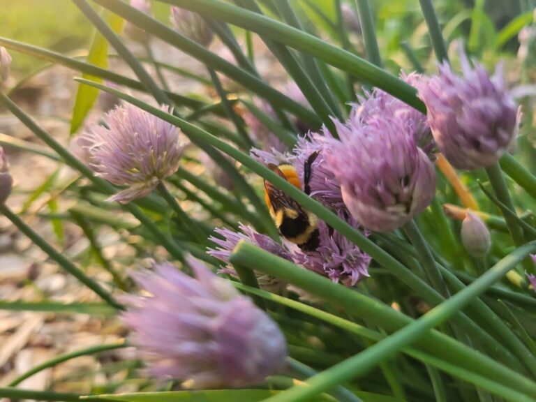 A bumble bee feeds on chives in bloom