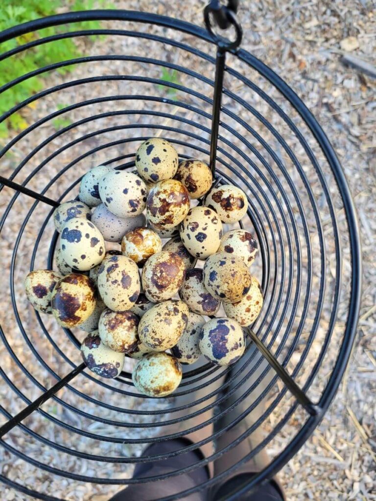Quail eggs sit in a wire basket