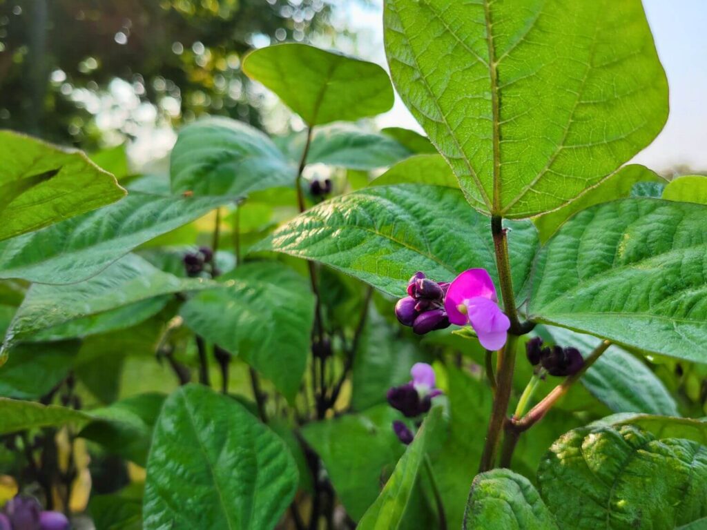 A bean plant has purple flowers on it.