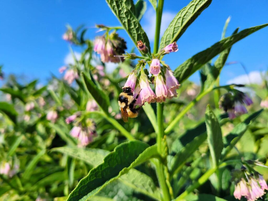 A black and yellow bumble bee feeds on a purple comfrey flower.