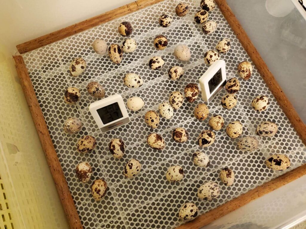 Quail eggs and thermometers sit in an incubator