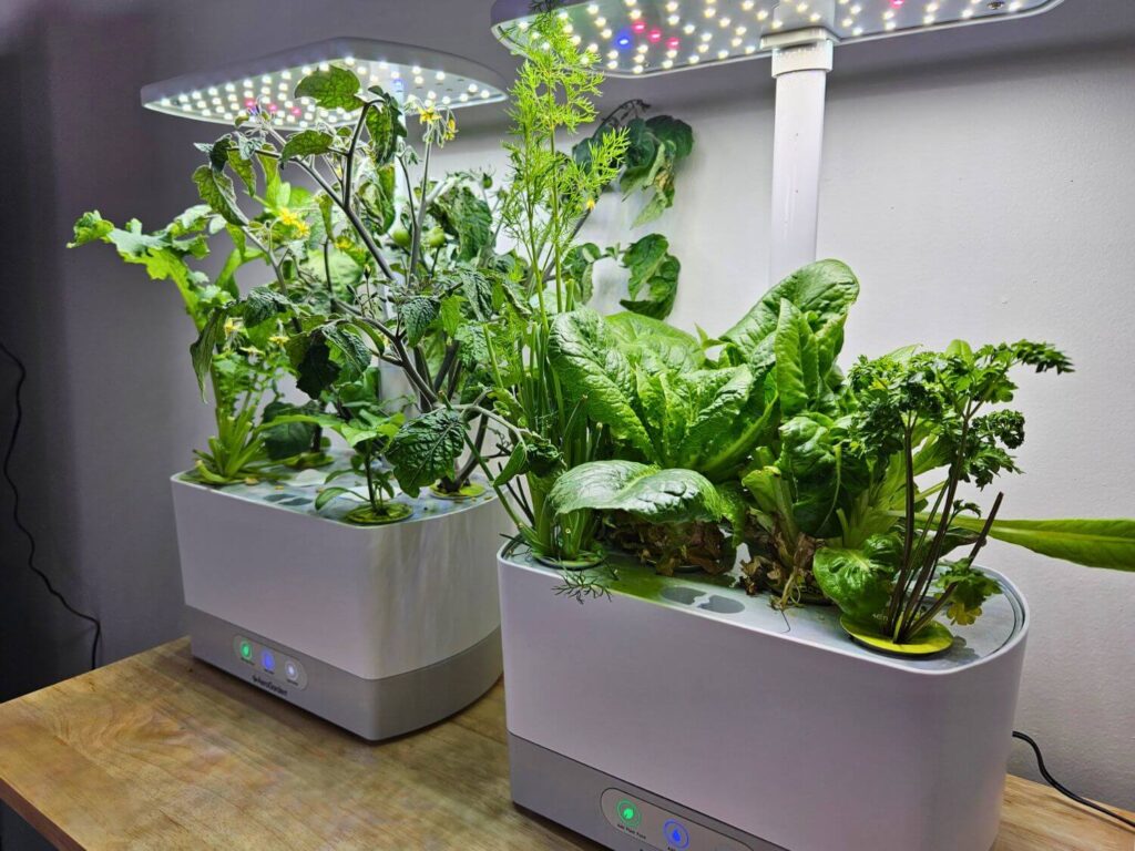 Two AeroGarden Harvest gardens have various plants growing in them.