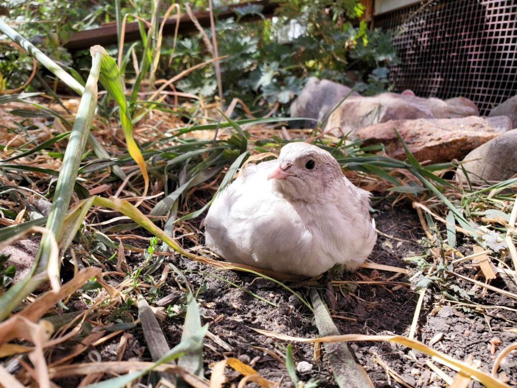 A white and grey quail sits on the ground with rocks and grass around her.