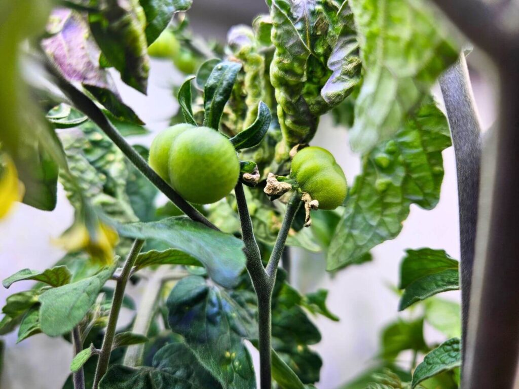 Small green tomatoes start to form on plants.