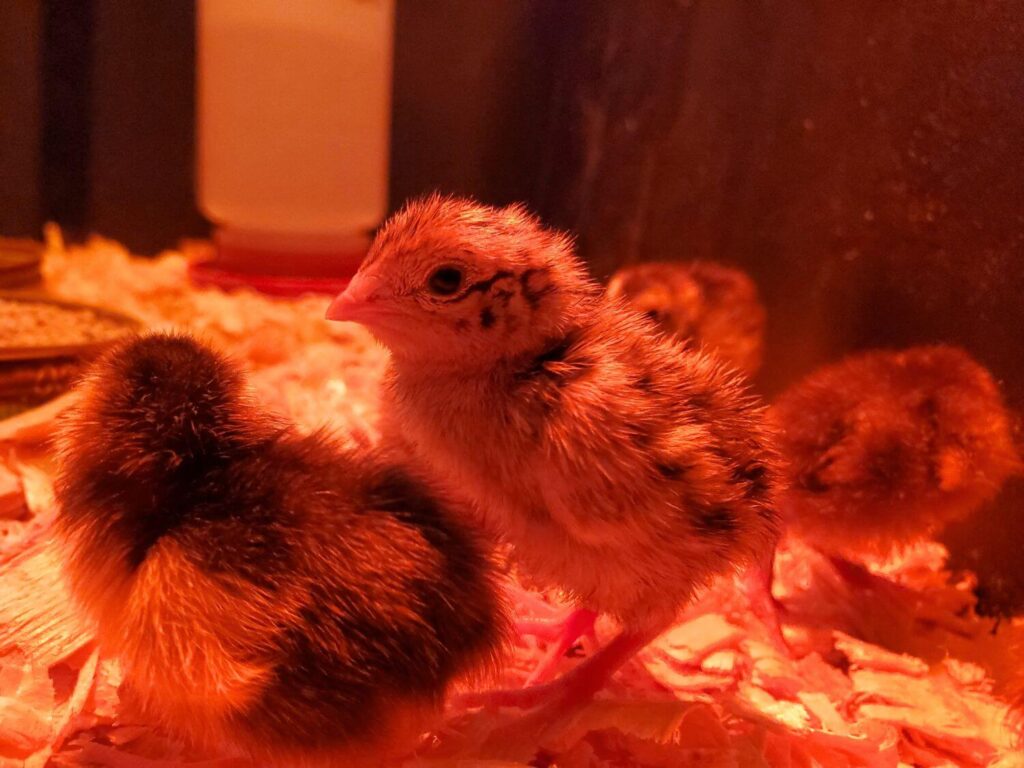 Quail chicks stand in a brooder.