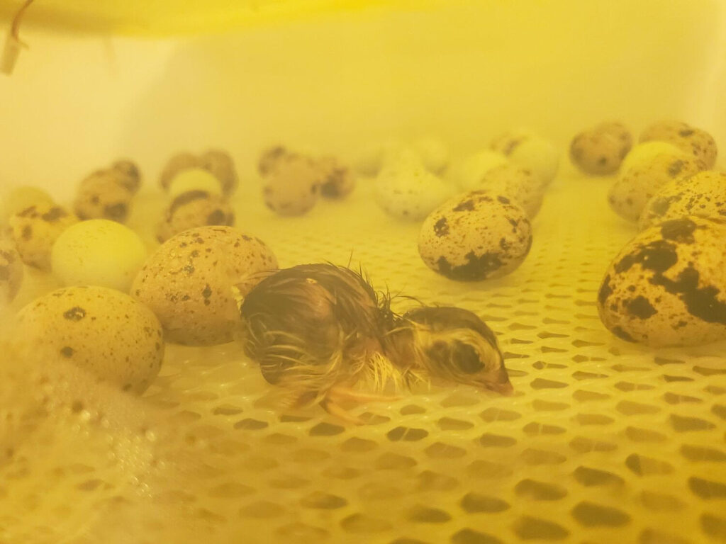 A freshly hatched quail chick in an incubator