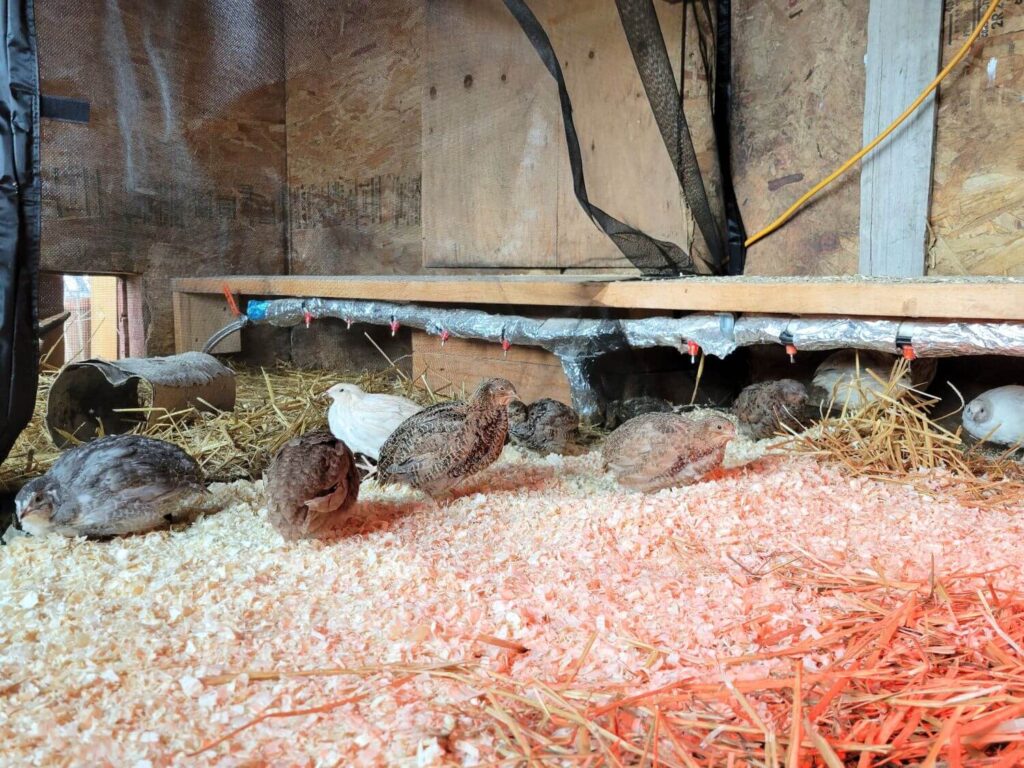 Quail stand in a coop