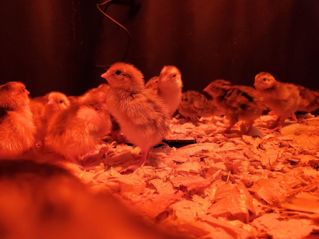 Quail chicks stand in a brooder