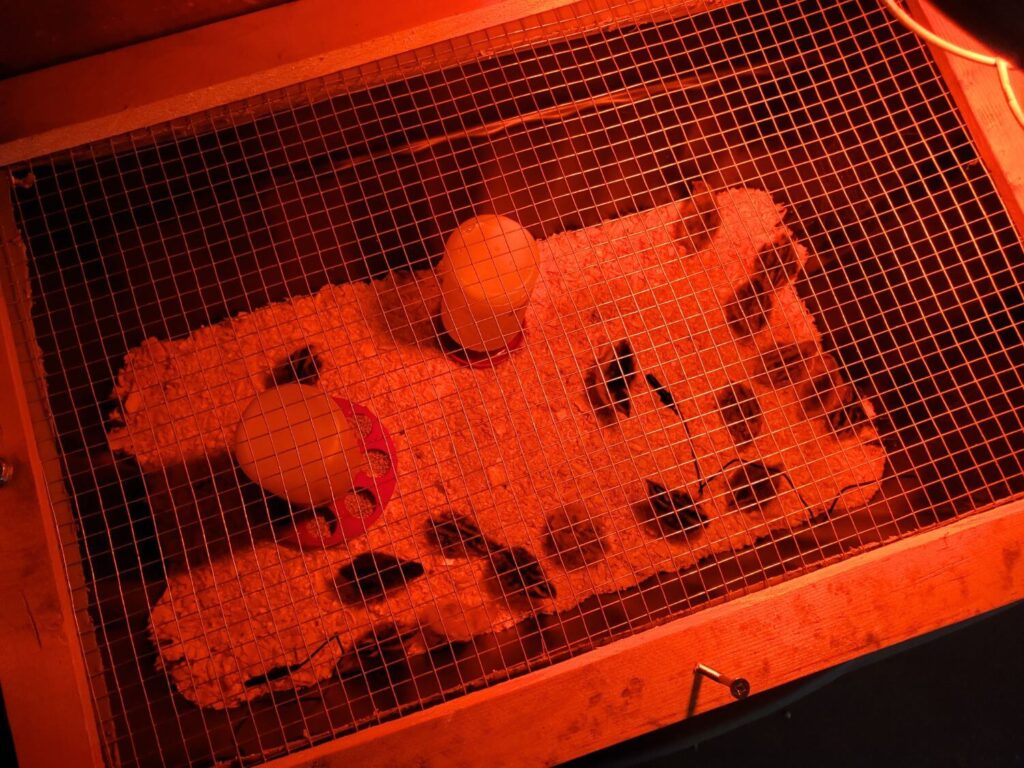 Quail chicks in a brooder