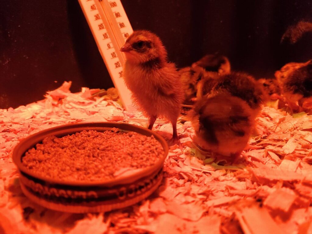 Quail chicks stand around a dish of food