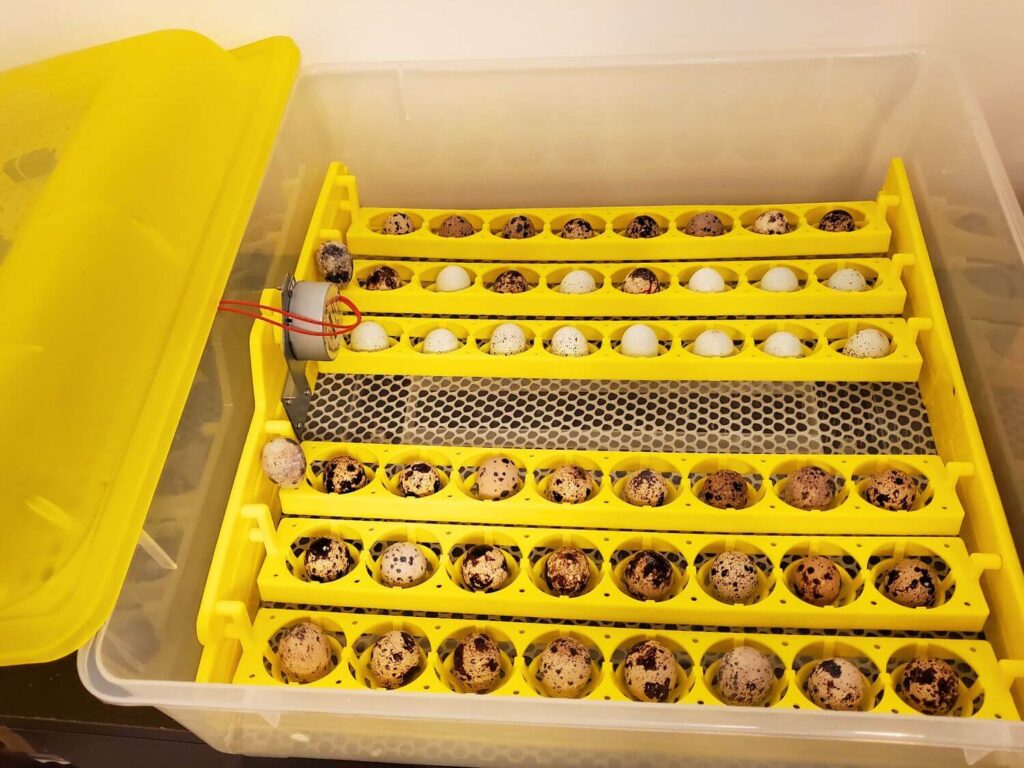 Quail eggs sit in yellow egg racks inside an incubator