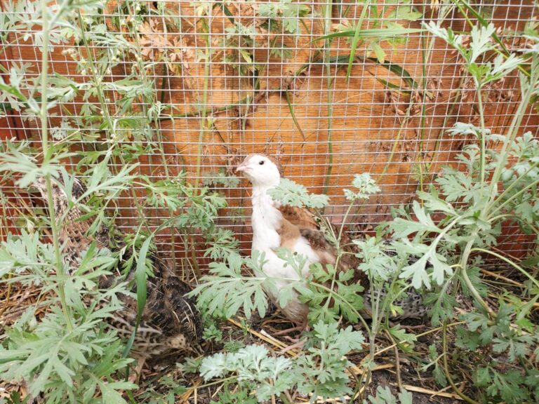 A COMPLETE GUIDE TO FEEDING QUAIL - Quail Dietary Needs For Fertility