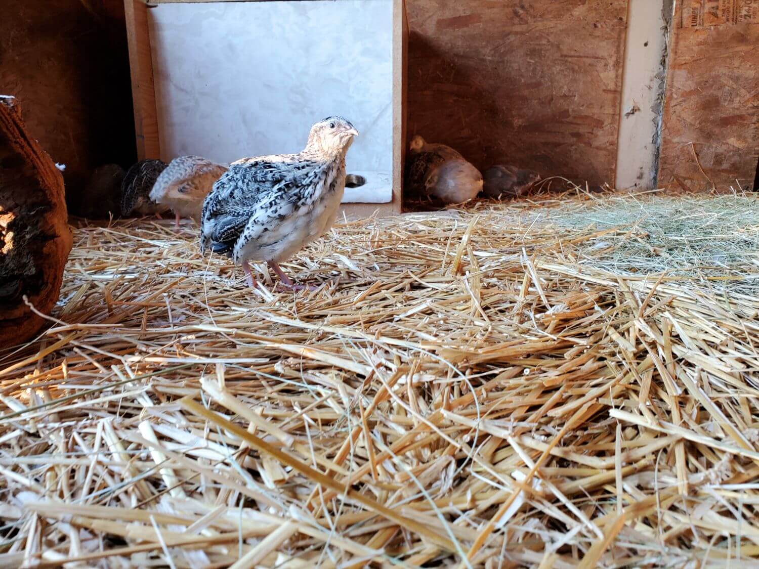 Illustration of Start Feeding Daily For Quail