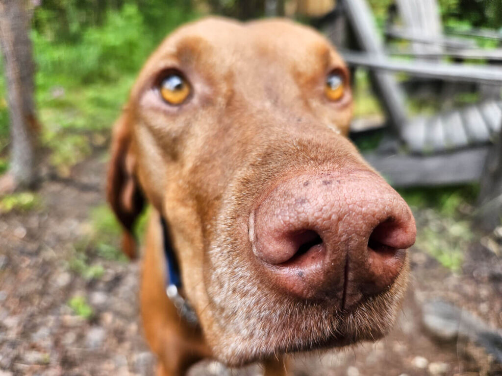 An extreme close up of a Vizsla