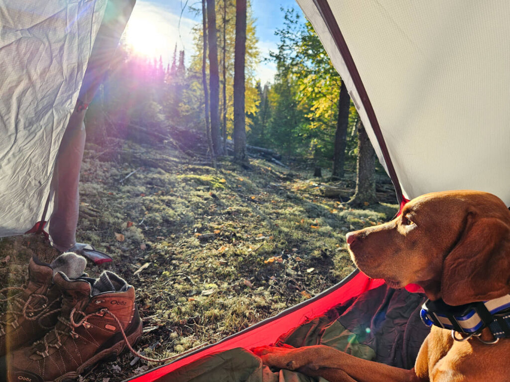 A Vizsla lays in a tent looking out the door toward the forest
