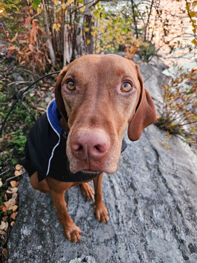 A Vizsla sits among fall coloured trees in a jacket