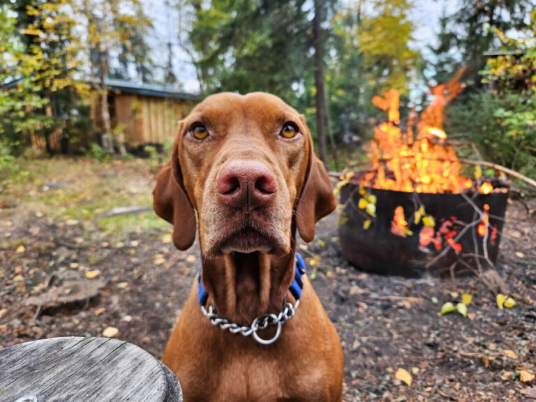 THINGS TO KNOW BEFORE GETTING A VIZSLA