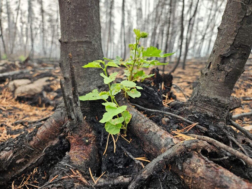 A birch tree grows from a charred root