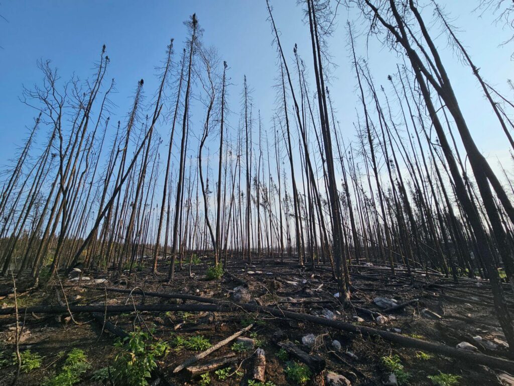 Brunt trees stand after a wildfire