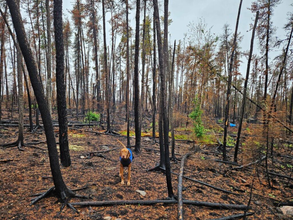 A dog stands in a burnt forest