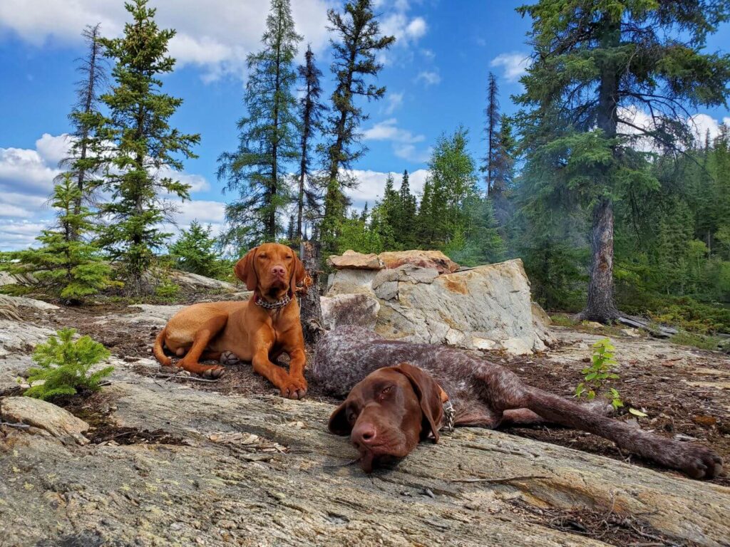 Two dogs lay in front of a rock fire pit with trees in the background