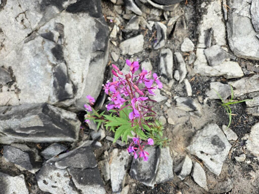 Fireweed grows from charred rock