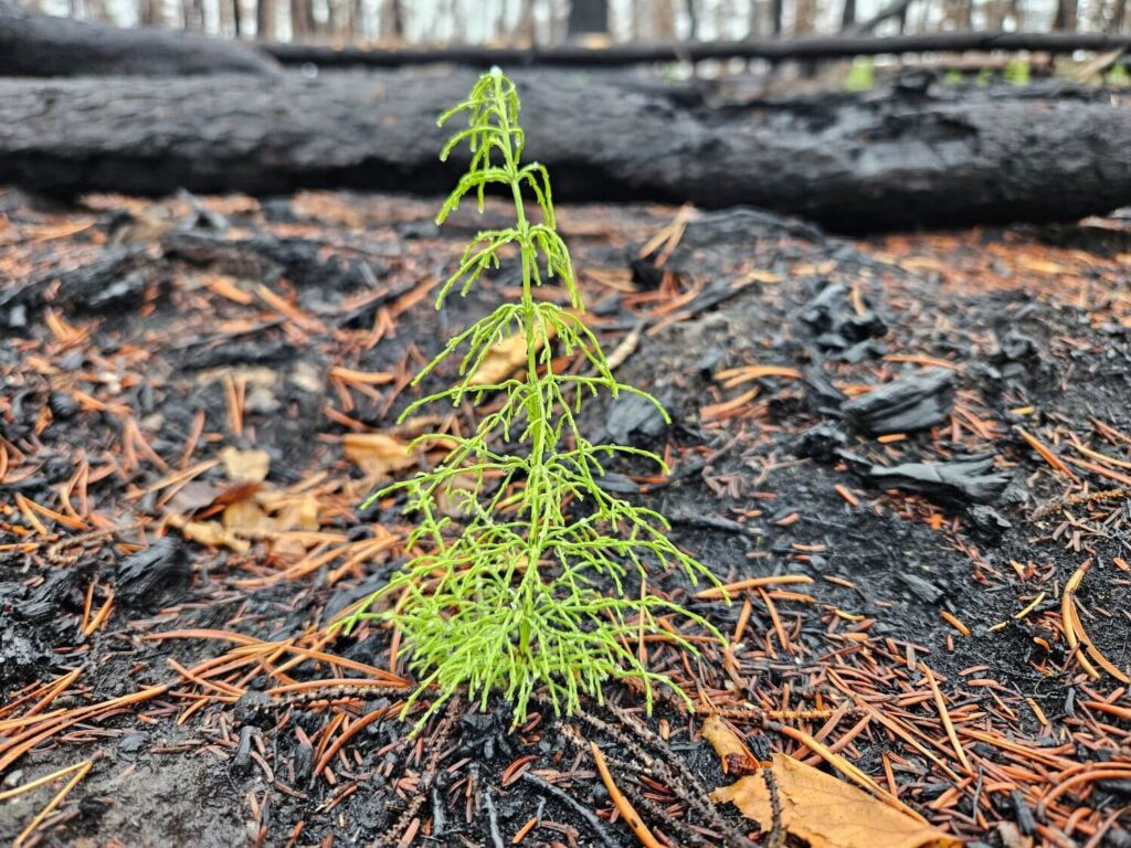 A young horsetail plant in a burnt forest