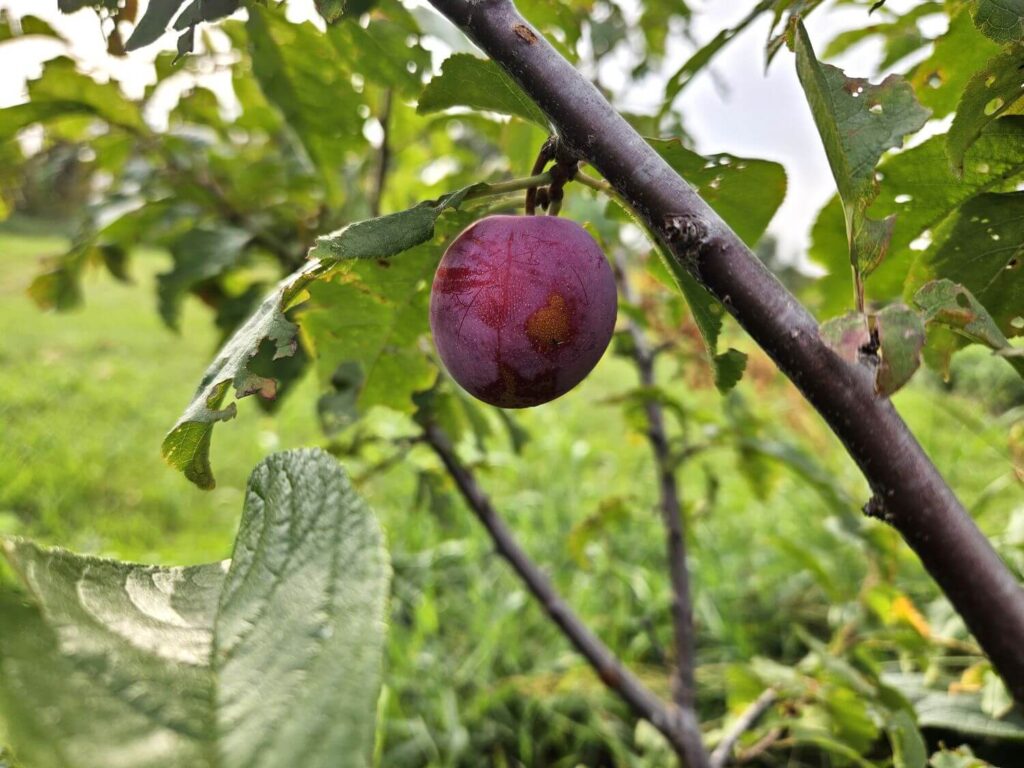 A purple plum hangs on a branch