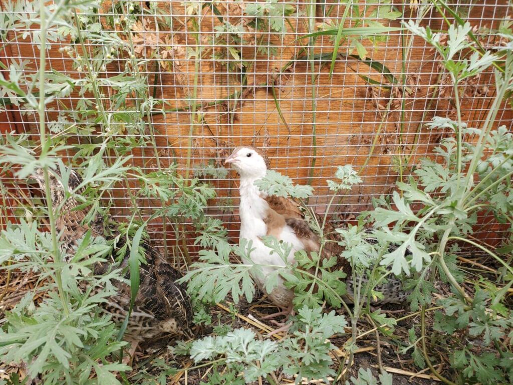 A quail hides among leaves