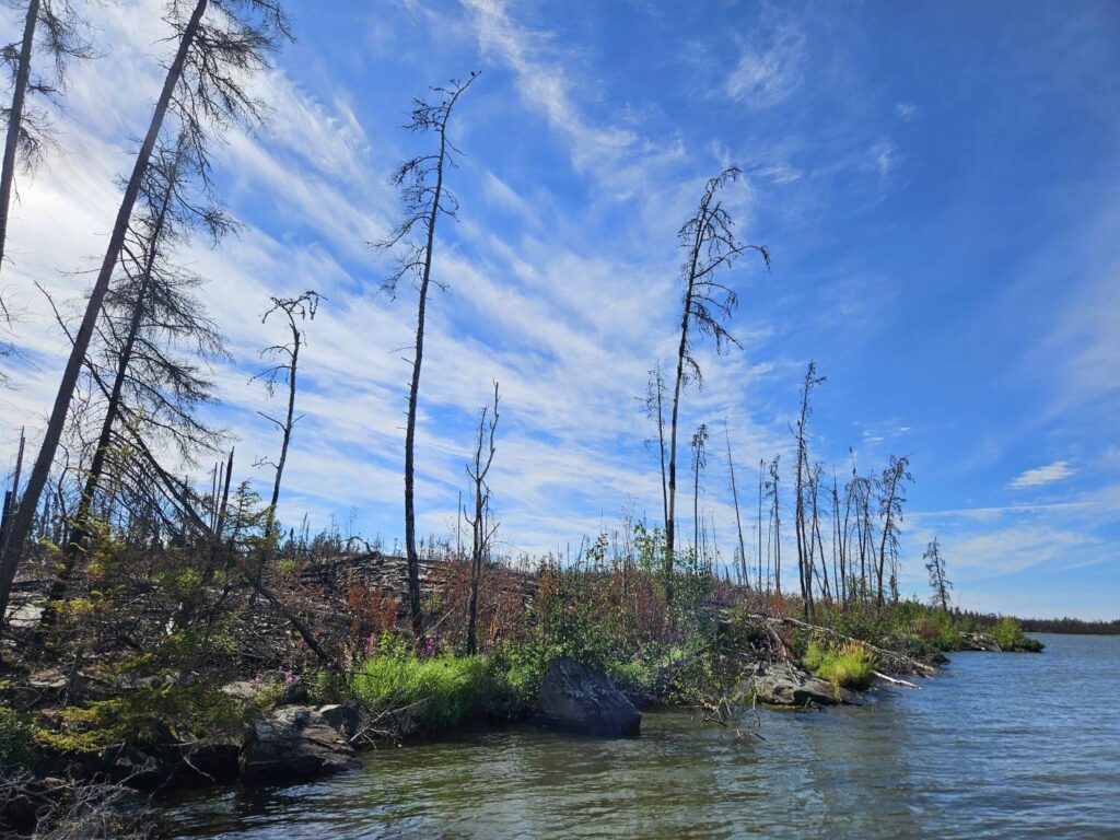 New growth along a burnt shoreline