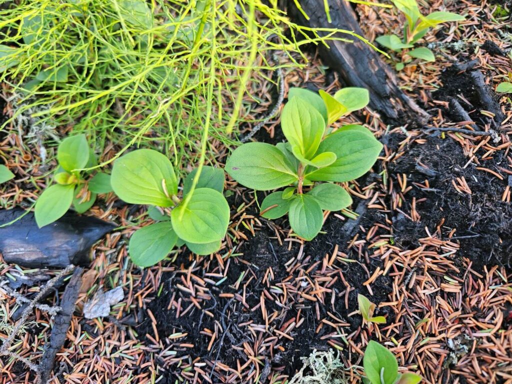 New life grows from a burnt forest floor